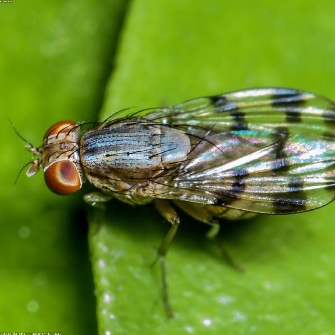 some sort of insect